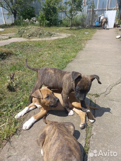 Стаффордширский терьер щенки щенок