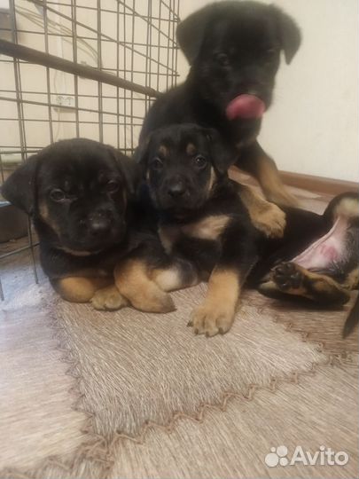 Метисы овчарка- Кане корсо