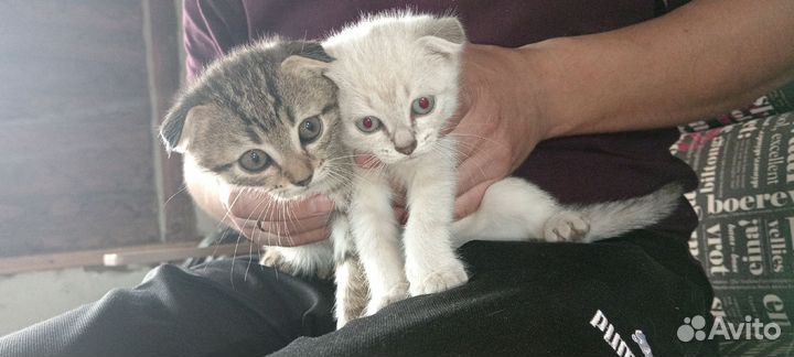 Отдам в добрые руки котят