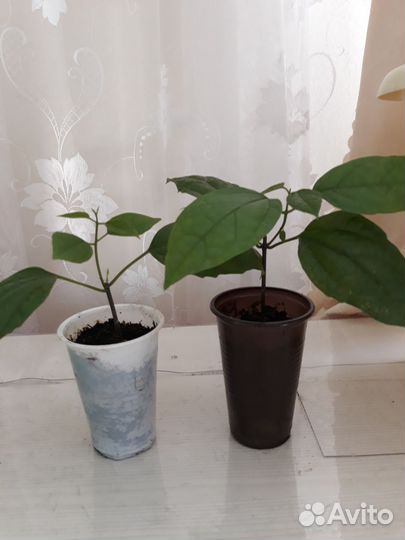 Клеродендрум томпсона