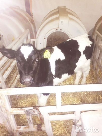 Бычки 2х месячного возраста
