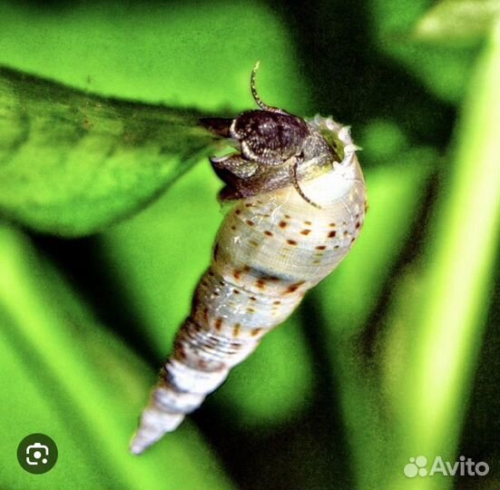 Улитки Мелании