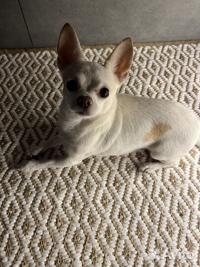 Вязка кобель чихуахуа