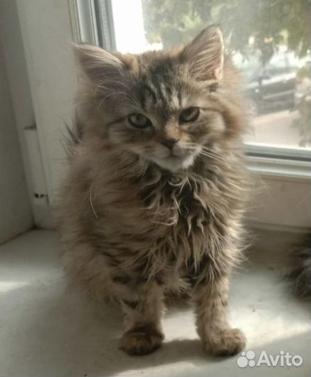 Котята бесплатно в дар в добрые руки