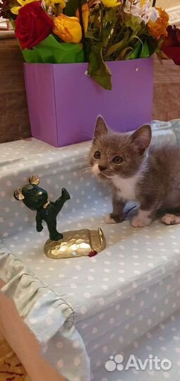 Котенок мальчик в добрые руки