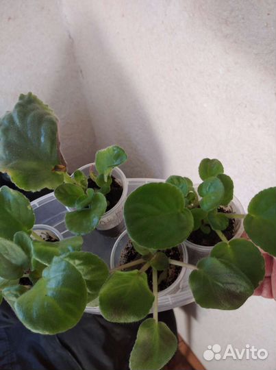 Фиалка сортовая, детки из листиков