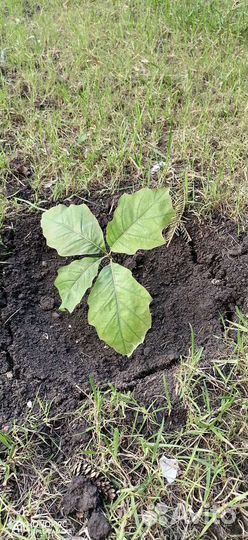 Дуб красный