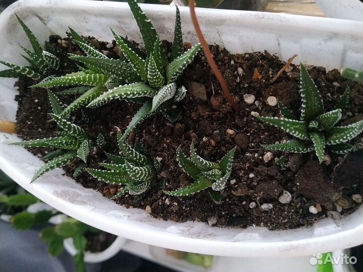 Хавортии суккуленты