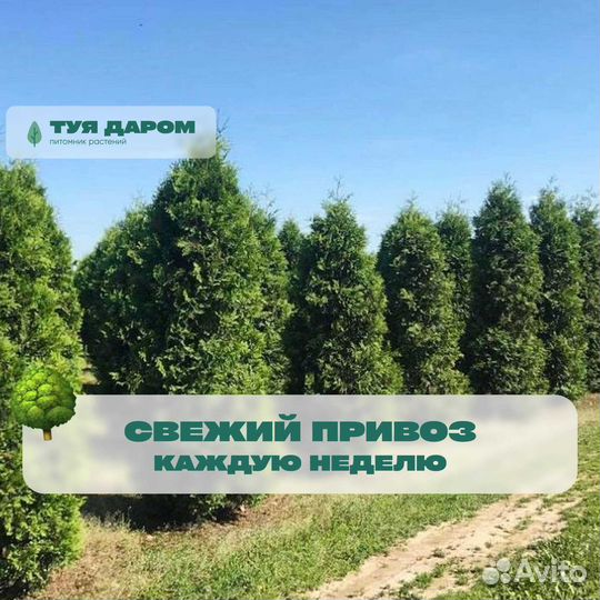 Туя смарагд брабант в наличии и под заказ