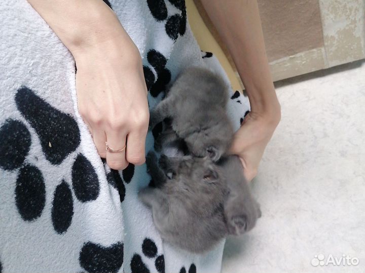 Британская кошка