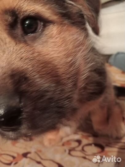 Щенок в ответственным и заботливым хозяевам