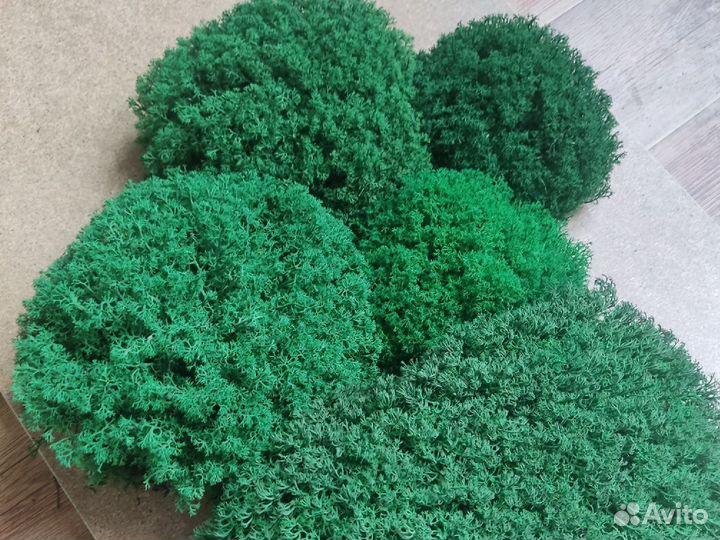 Стабилизированный мох пластовой