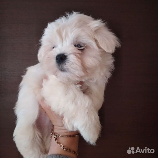 Болонка мальтезе с документами