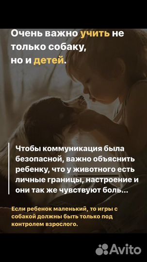 Йоркширский терьер