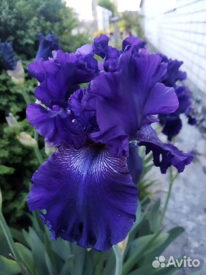 Ирисы бородатые сортовые