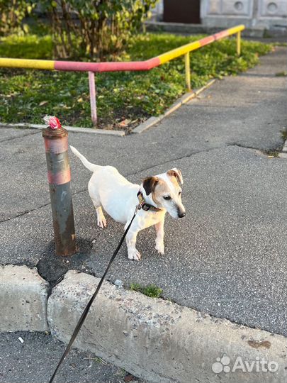 Передержка собак