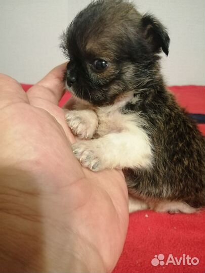 Щенки ши-тцу мини