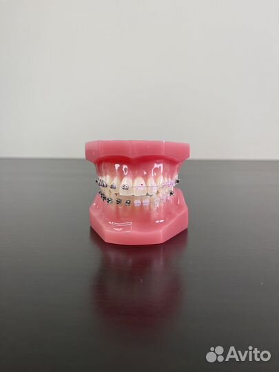 Макет зубов
