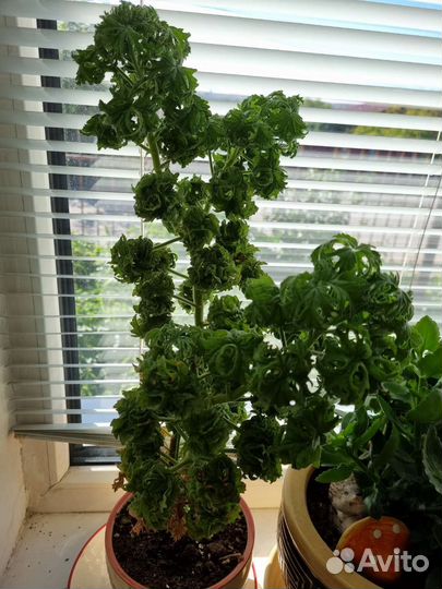 Бегония оранжевое и желтое, герань