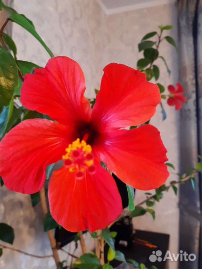Гибискус китайская роза