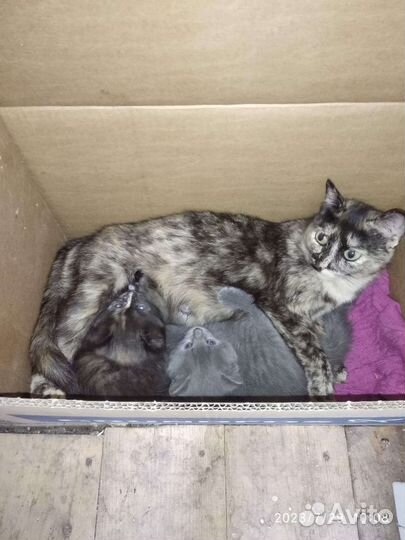 Домашние питомцы