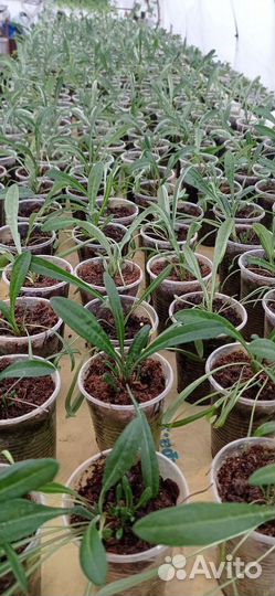 Гацания, серия Big Kiss, рассада