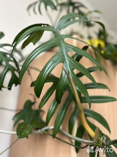 Филодендрон