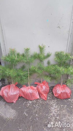 Саженцы хвойных растений, ель, сосна, пихта