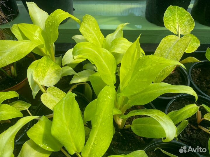 Филодендрон Малай Голд Philodendron Malay Gold