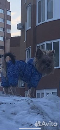 Куртка на собаку