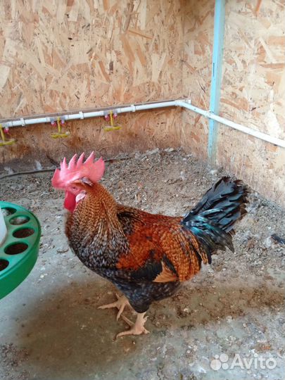 Молодые петухи