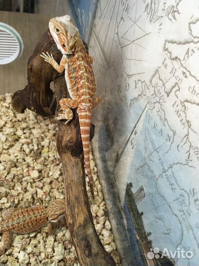 Бородатая агама / Ящерица / Эублефар / Комплект