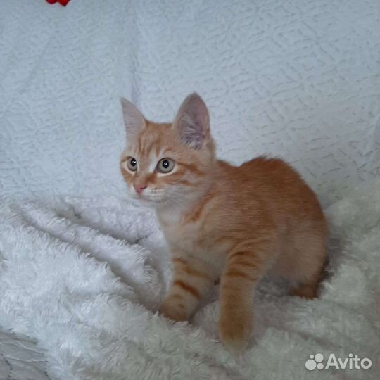 Кошки в добрые руки бесплатно