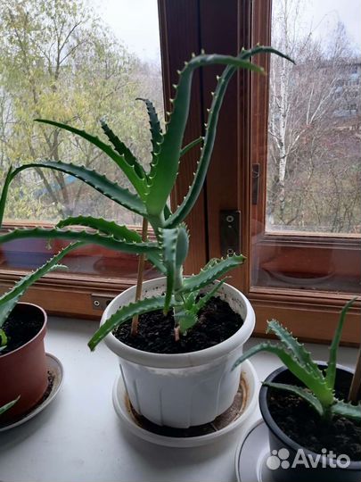 Алоэ большое