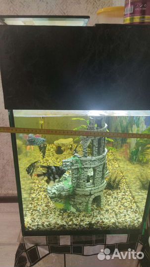 Аквариум
