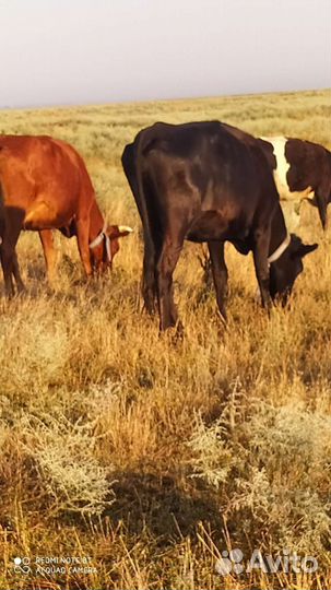Коровы дойные молочные 4голо