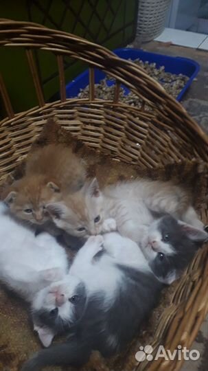 Котята в добрые руки