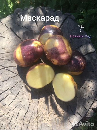 Семенной картофель