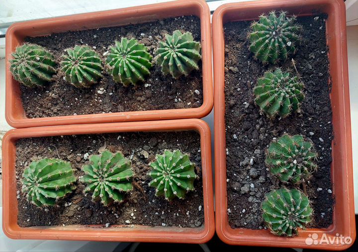 Кактусы цветущие