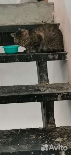 Кот в дар