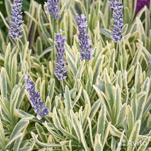 Лаванда вариегатная и зубчатая купить в Калининграде | Товары для дома ...