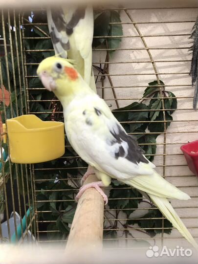 Попугай корелла