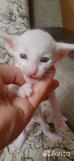 Котята ориенталы краснодар