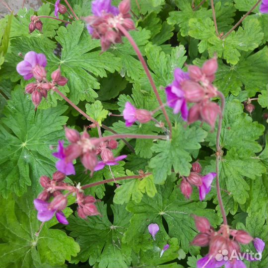 Цветы для посадки