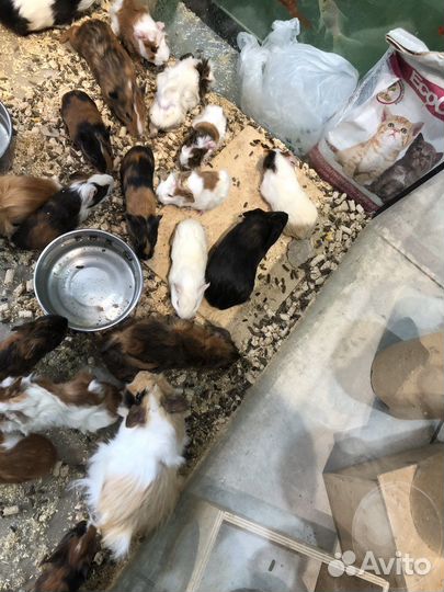 Морская свинка