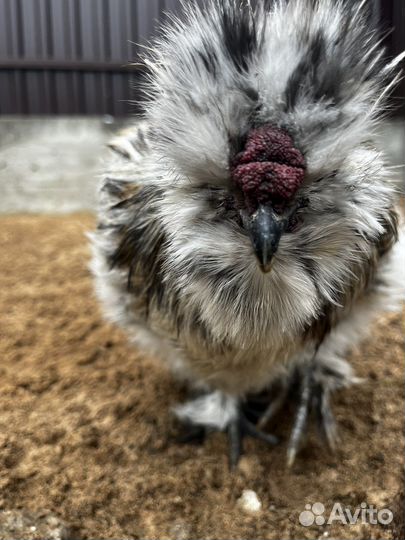 Петух китайский шелковый