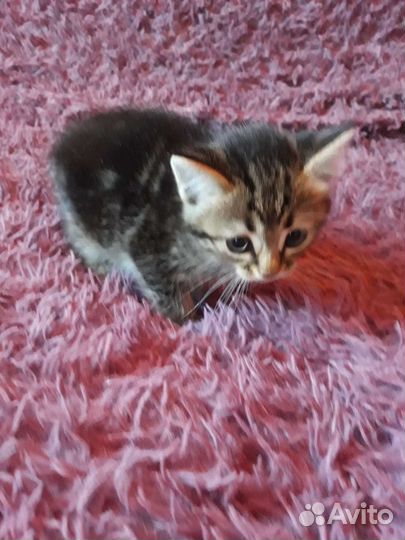 Котята помесь с британцем