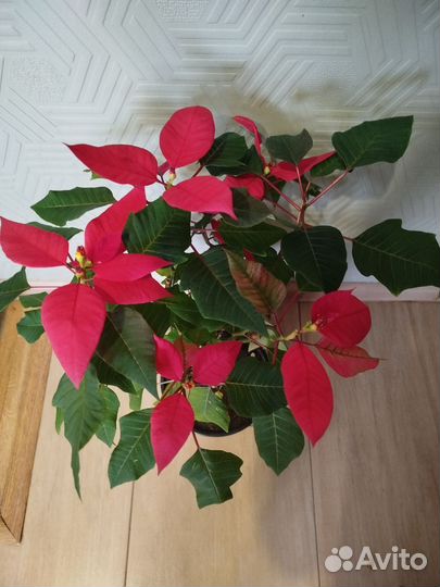 Цветок пуансеттия