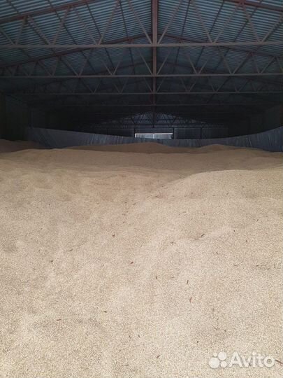 Ячмень сортированный