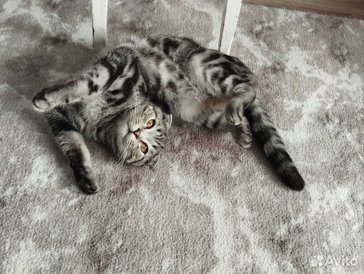 Шотландские вислоухие котята шиншилла